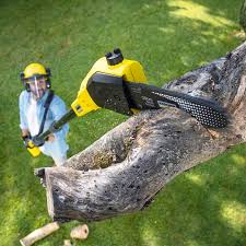 Tree and Shrub Care in Castaic, CA