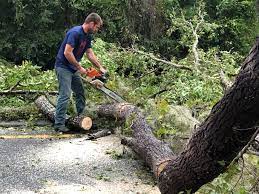 Best Emergency Tree Removal  in Staic, CA