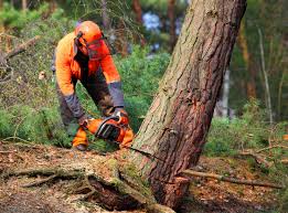 Best Tree Disease Treatment  in Staic, CA