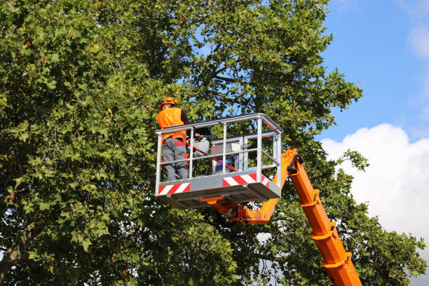 Best Lawn Maintenance Plans  in Staic, CA