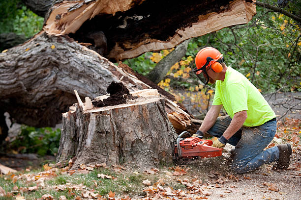 Best Tree Maintenance Programs  in Staic, CA