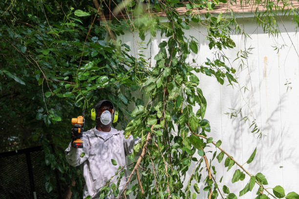 How Our Tree Care Process Works  in  Castaic, CA