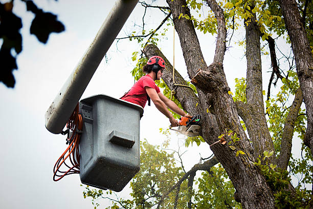 Best Tree Health Inspection  in Staic, CA
