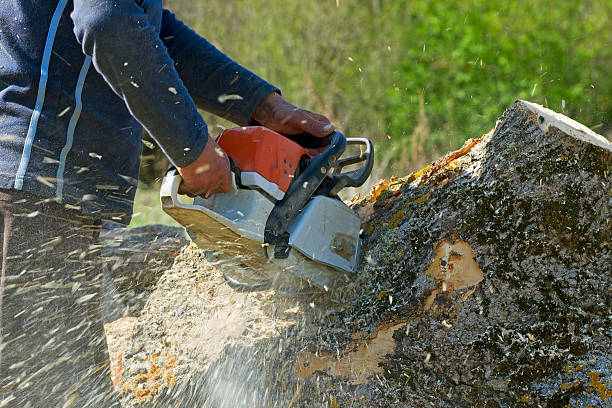 Best Hazardous Tree Removal  in Staic, CA